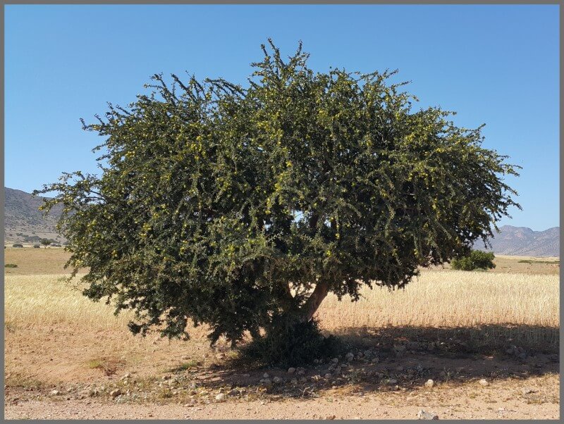 Figura 1 - Pianta Olio Argan (Argania Spinosa)